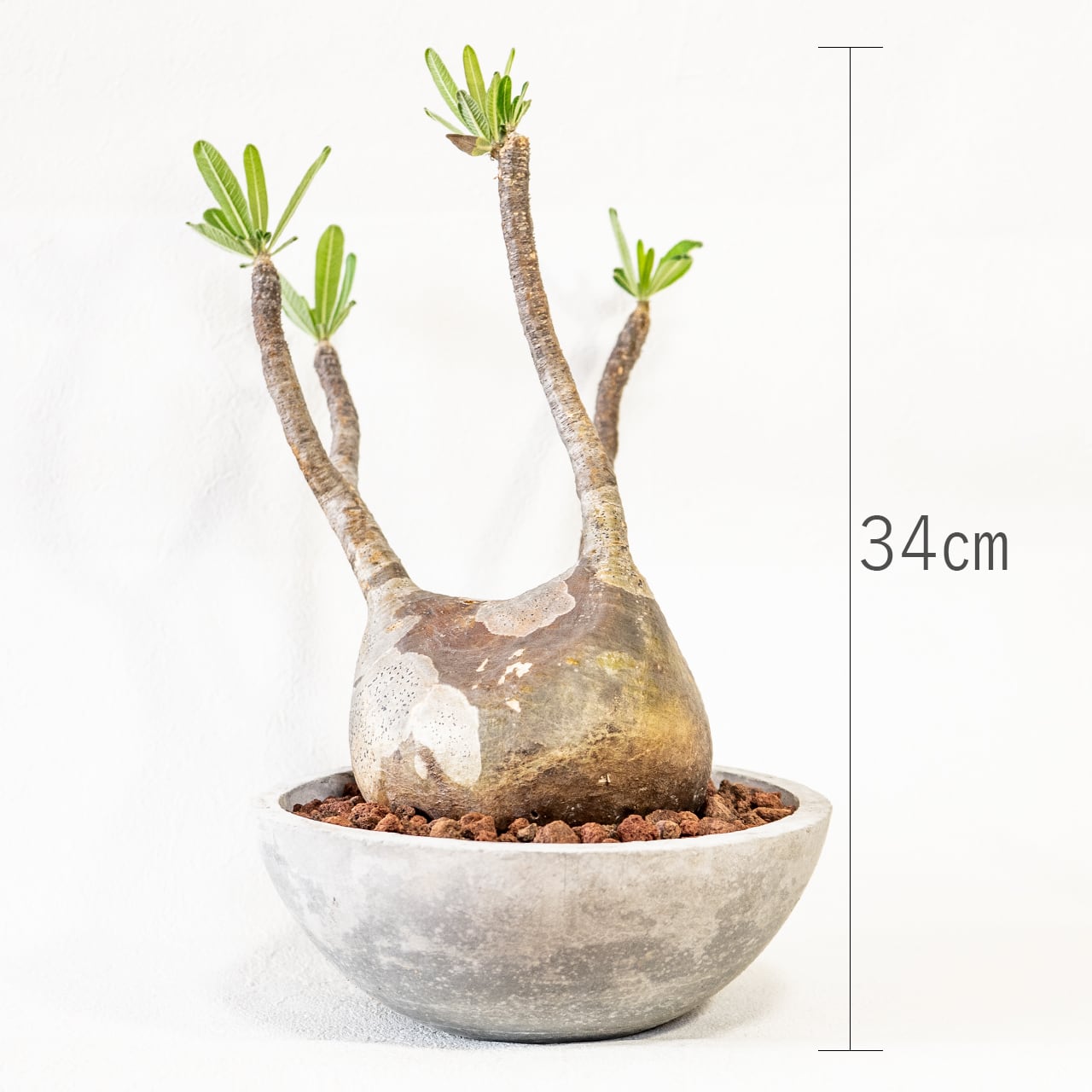 【現地球・発根済】胴回り39㎝！どっしり構えた低重心フォルム、でっぷり極太のグラキリス。無骨な手づくりモルタル鉢に仕立てた特選株／育て方がわかる管理シート付き