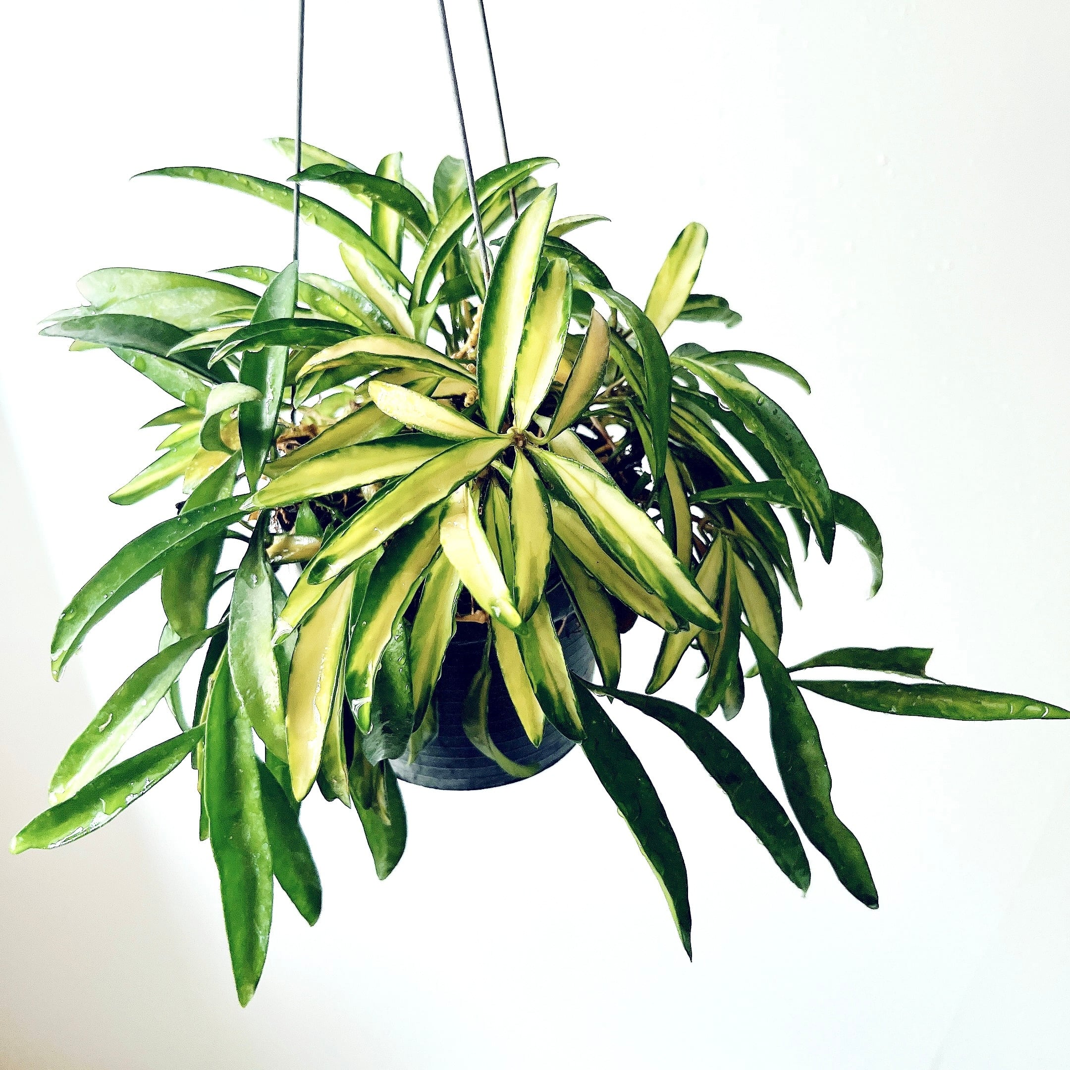 希少】ホヤ・ワイエティ 'バリエガータ'（Hoya wayetii 'Variegata