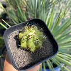 Copiapoa malletiana【コピアポア・マレッティアーナ・実生】