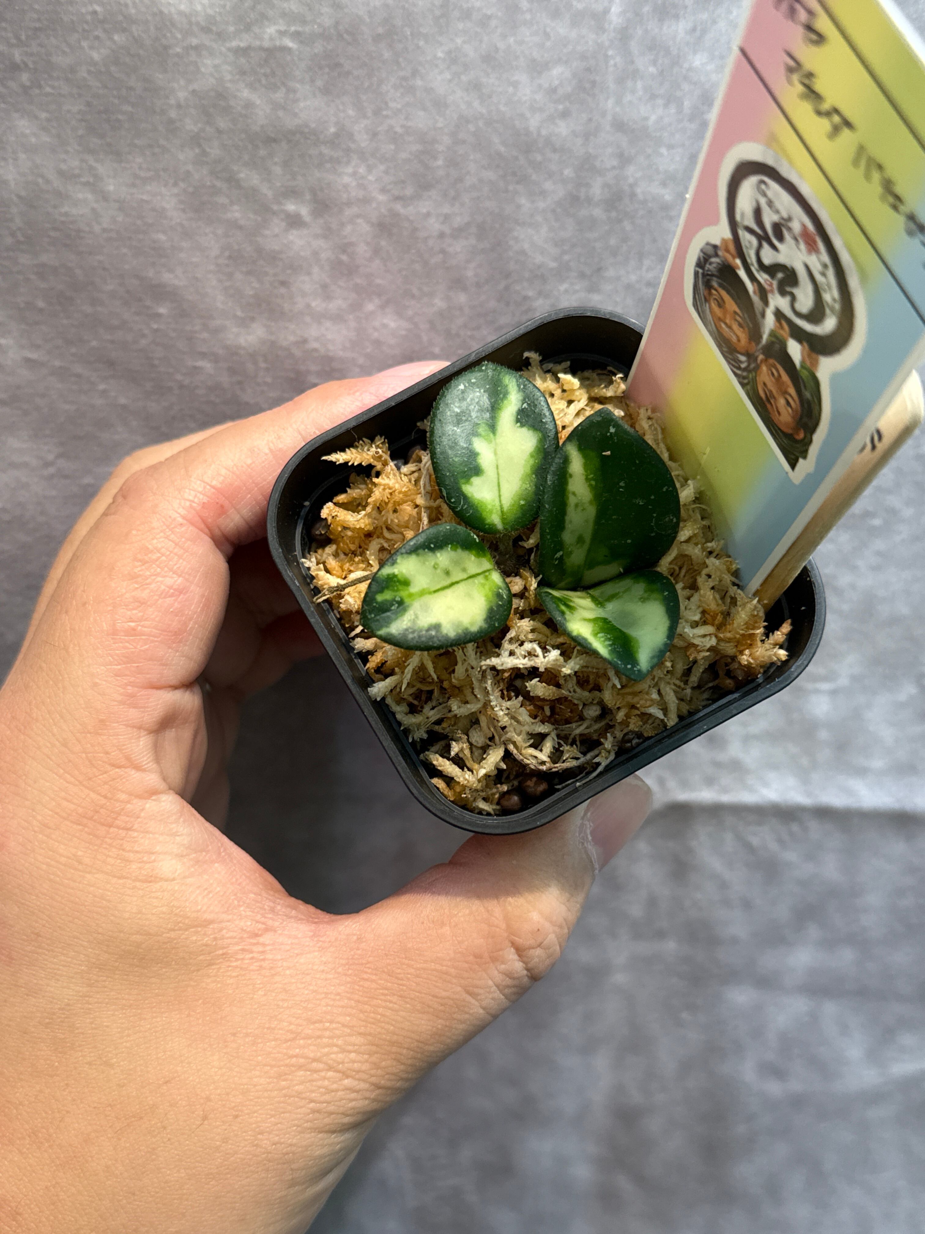 ③ ホヤ マチルダ斑入り | Gardenえん 【観葉熱帯植物】