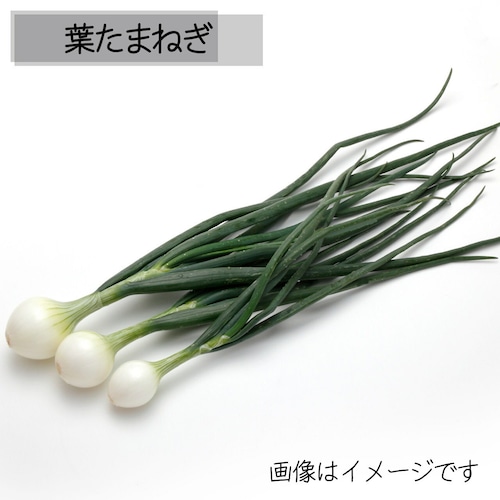 葉たまねぎ 朝採り直売野菜　4月20日発送予定