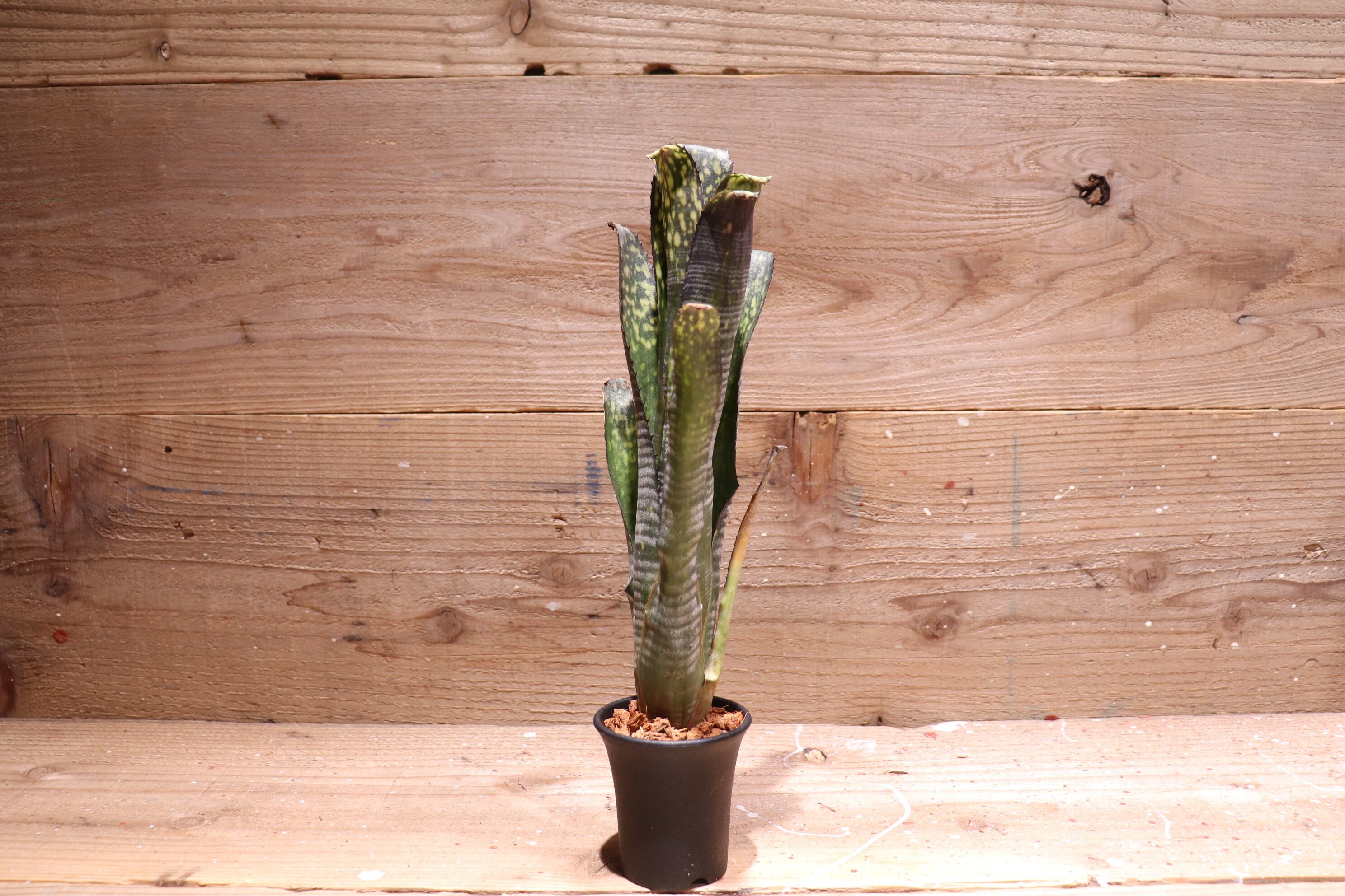 送料無料】Billbergia 'Kolan Crisp'〔ビルベルギア〕現品発送B0068