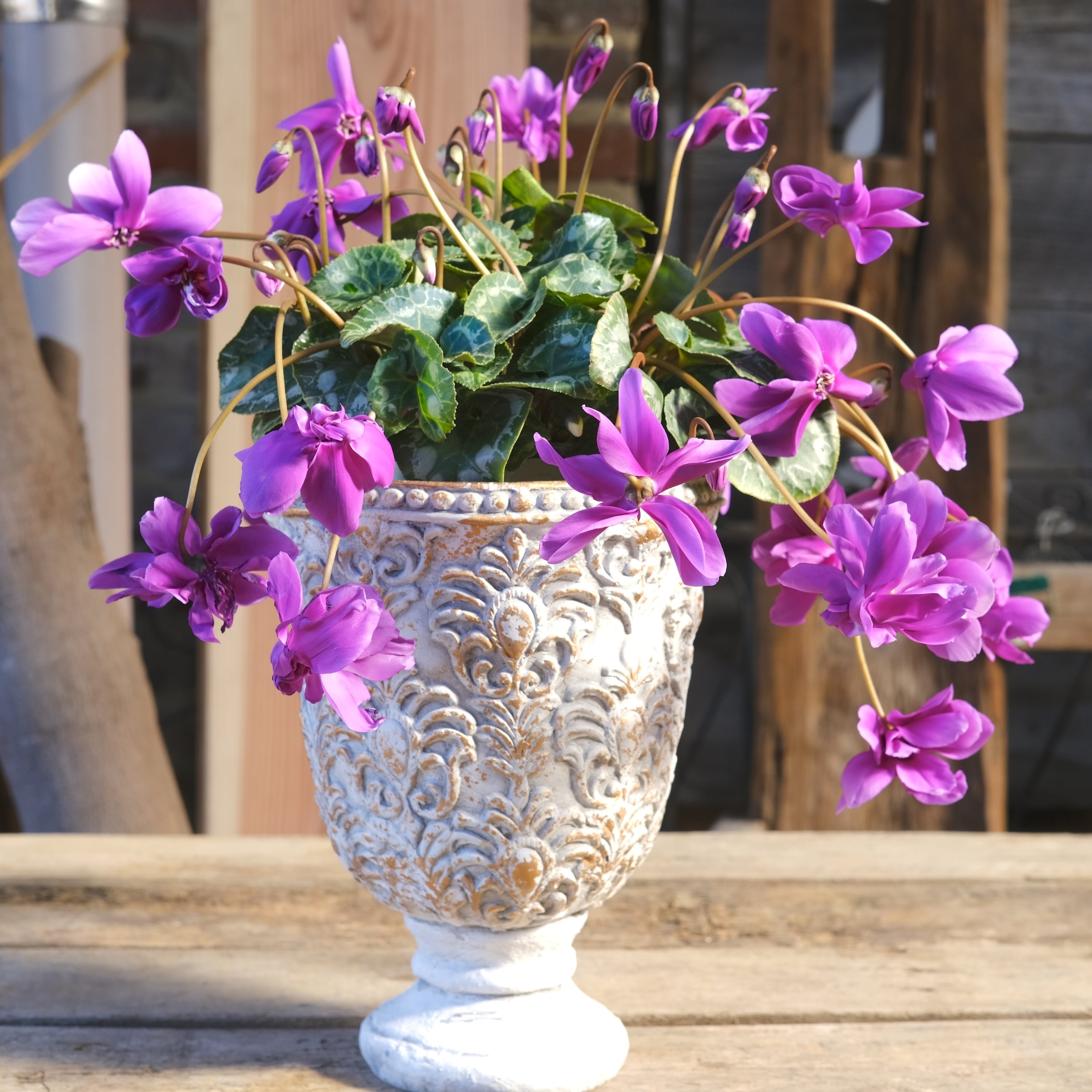 No, 5】ミニシクラメン チモシリーズ 八重《 枝垂れざき 》鉢なし