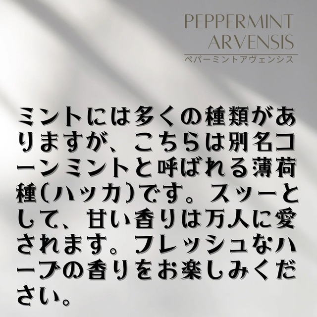 ペパーミントアヴェンシスエッセンシャルオイル 10ml