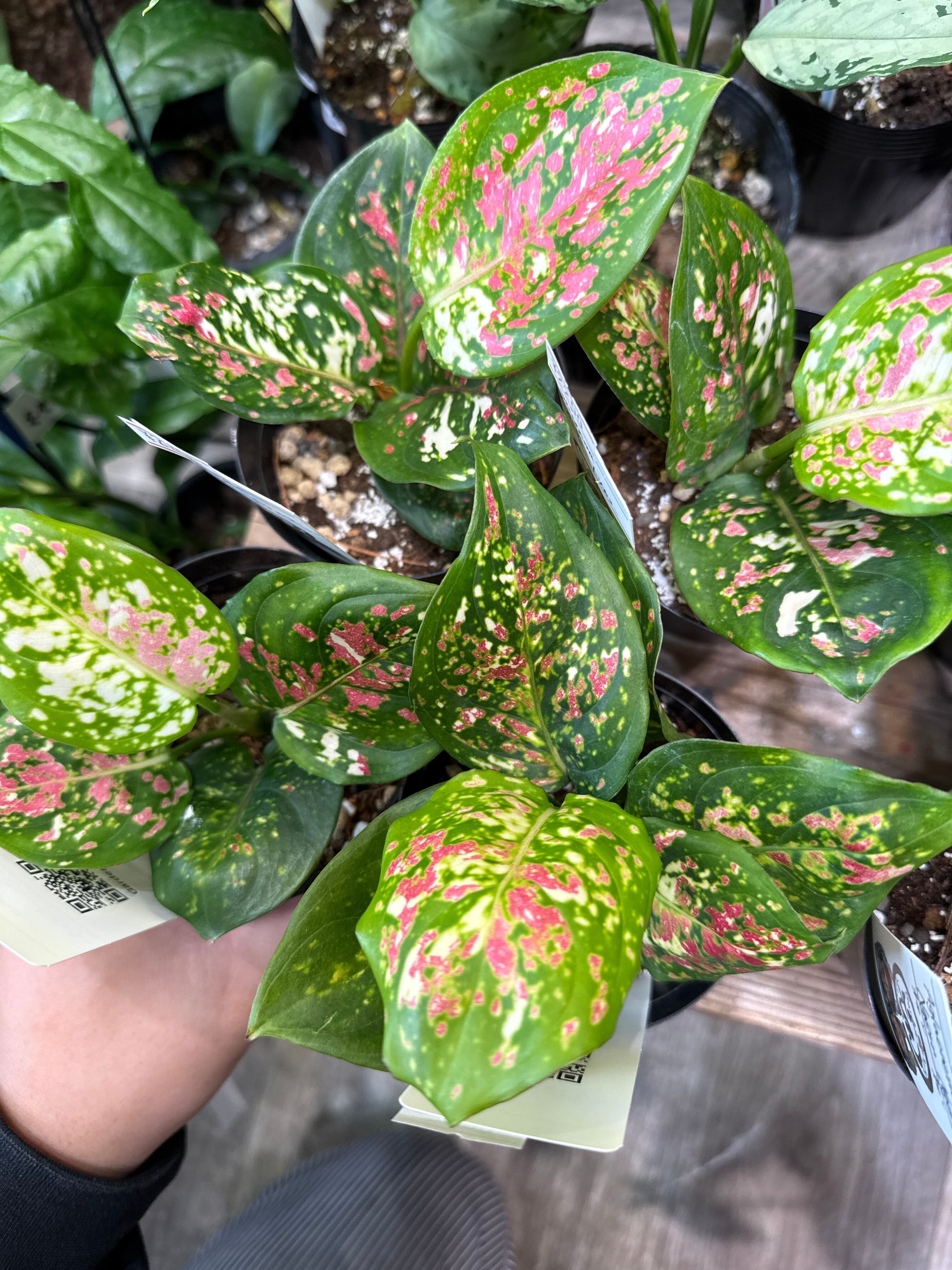 aglaonema 'medusa' | Gardenえん 【観葉熱帯植物】
