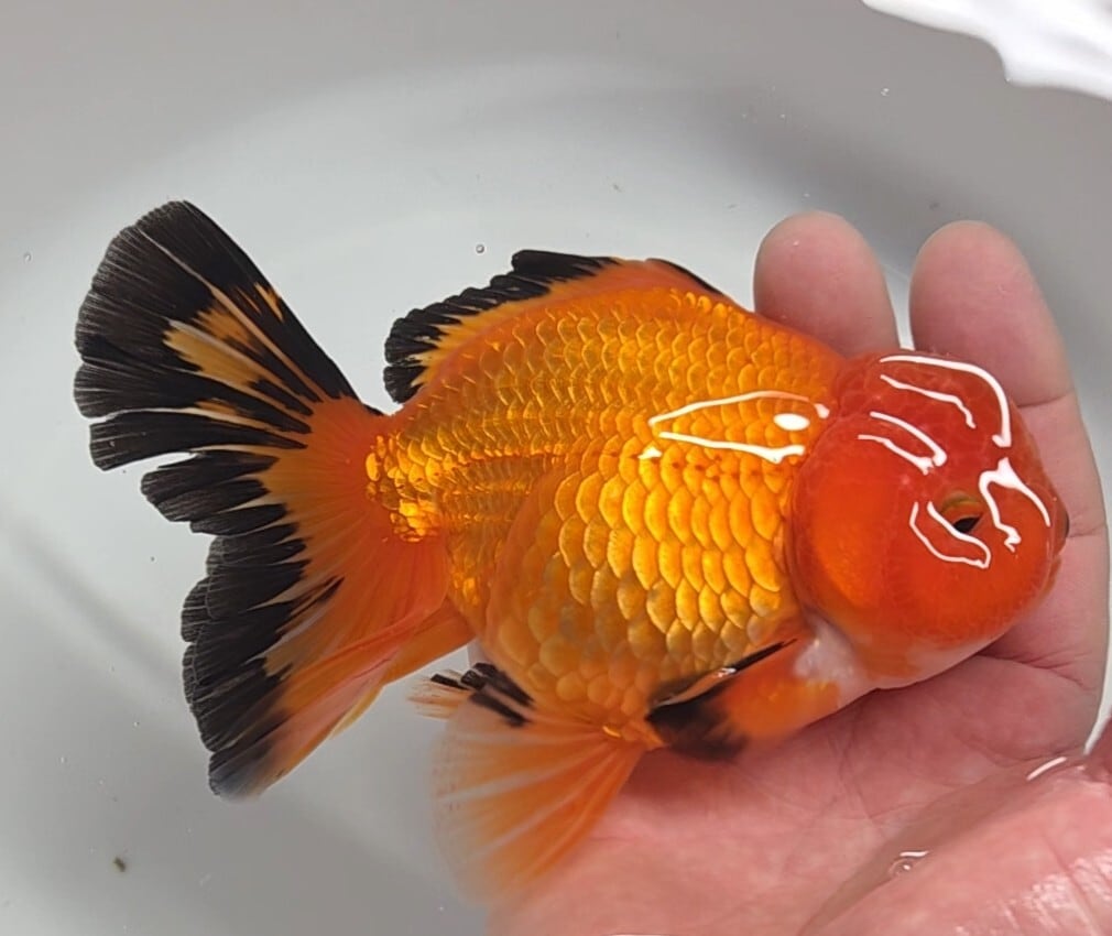 金魚専門店〉fishfarmjp1