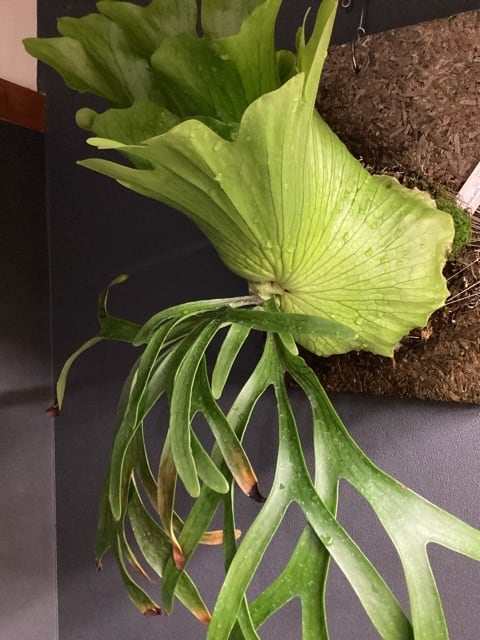 ビカクシダ　コロナリウム〔Thin Thin〕 コルク付け　大サイズ2 ビカクシダ コロナリウム〔Thin Thin〕 コルク付け 大サイズ2