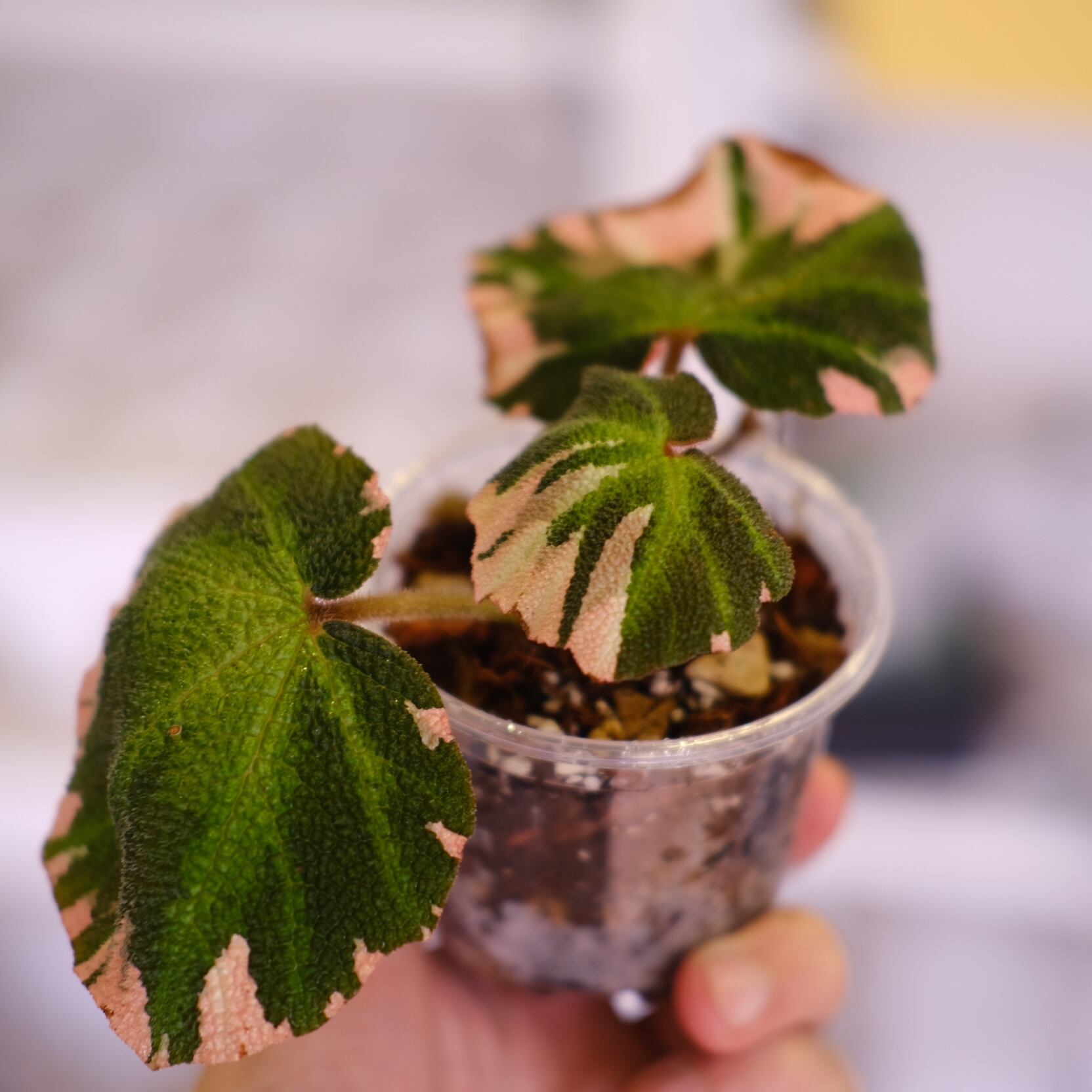 Begonia soli mutata Variegated / ベゴニア ソリムタータ