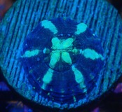 【現地買付】ScolymiaBaby"Blue"  9