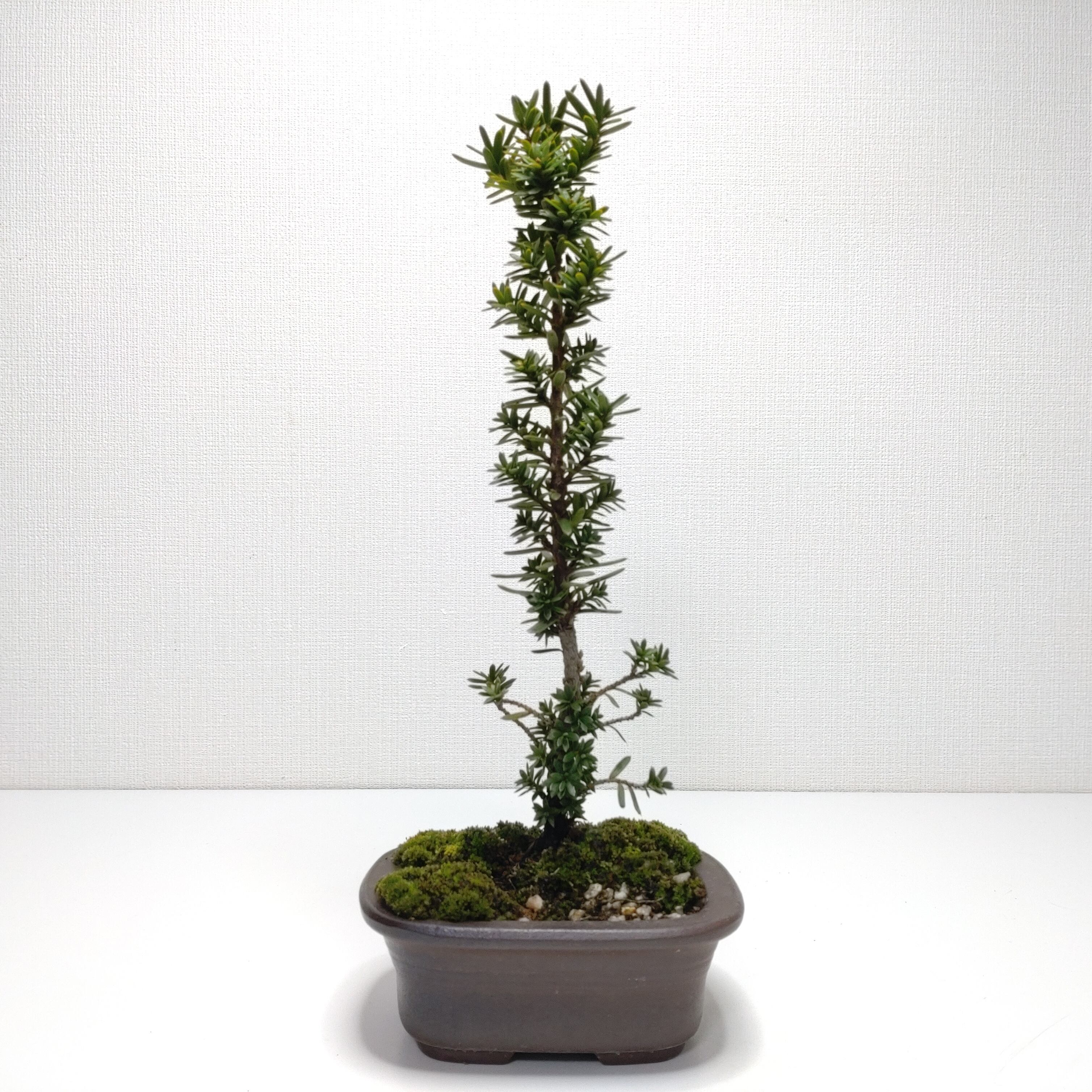 伽羅木（キャラボク）盆栽 CS201 | 盆栽創【Bonsaisou】