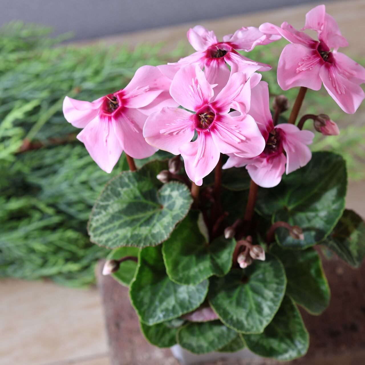 436上向きの花が株を覆いつくすほど次々と咲く『シクラメン