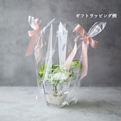 プミラ 斑入り フェイクグリーン 観葉植物 造花 卓上グリーン ミニ観葉植物 インテリアグリーン H約15cm