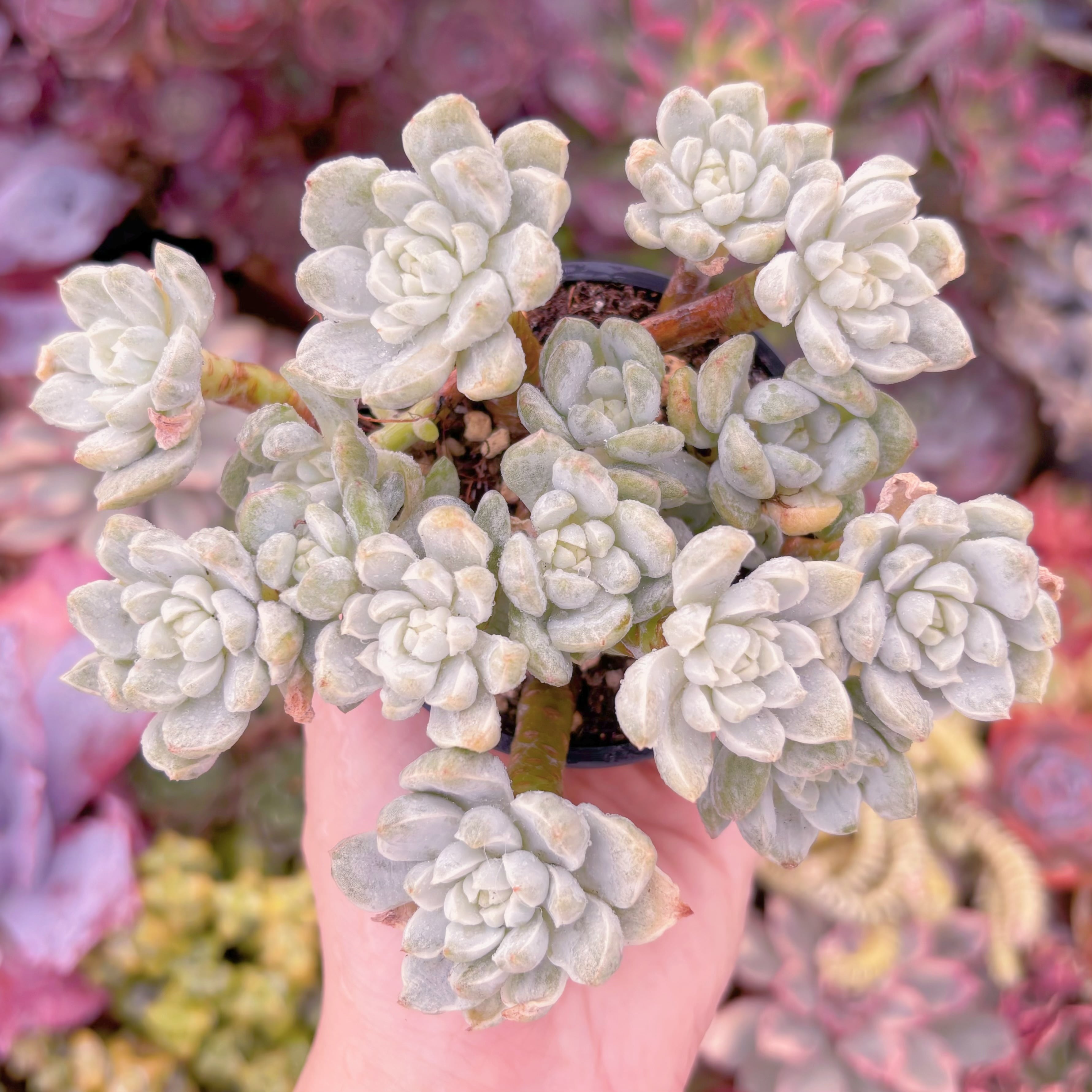 現品　バニラビス錦(石化)#791　群生　るる農園