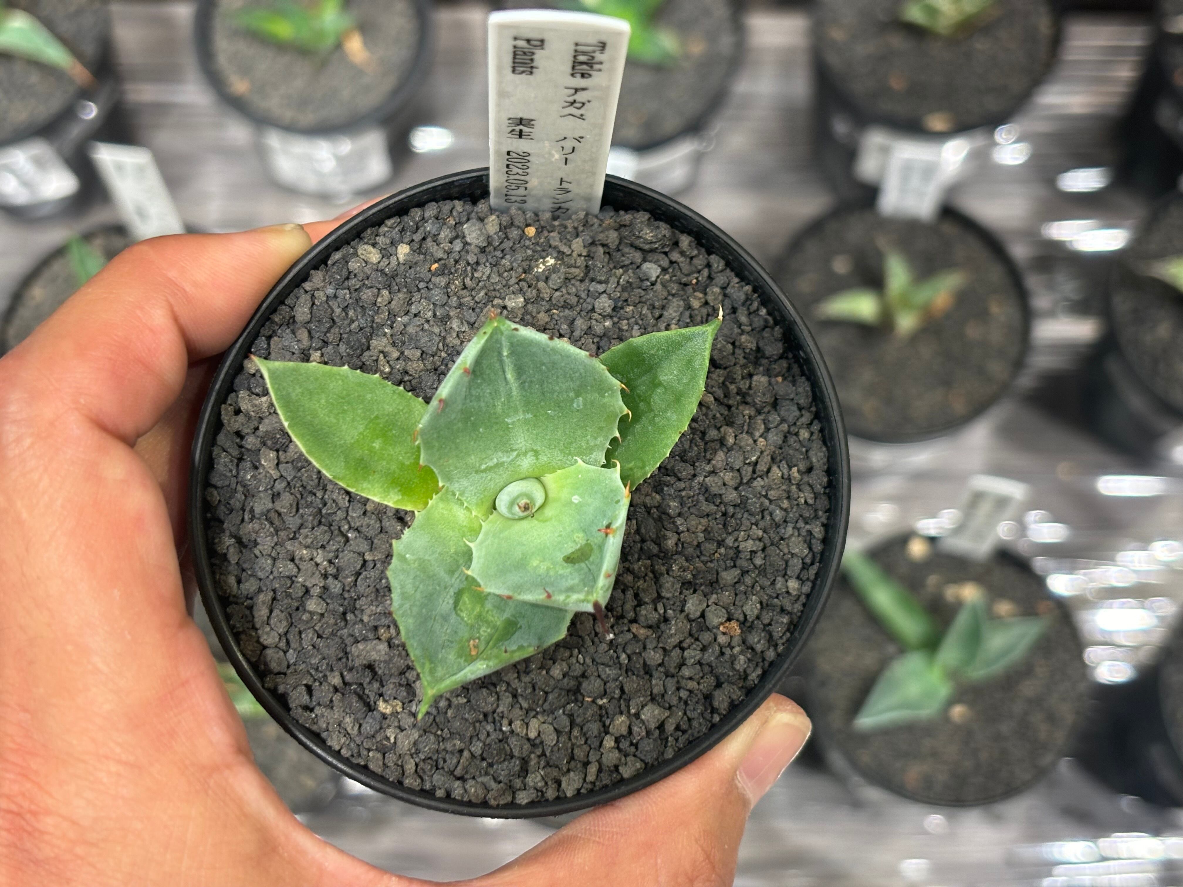 ト4】アガベ パリートランカータ 【公式通販】