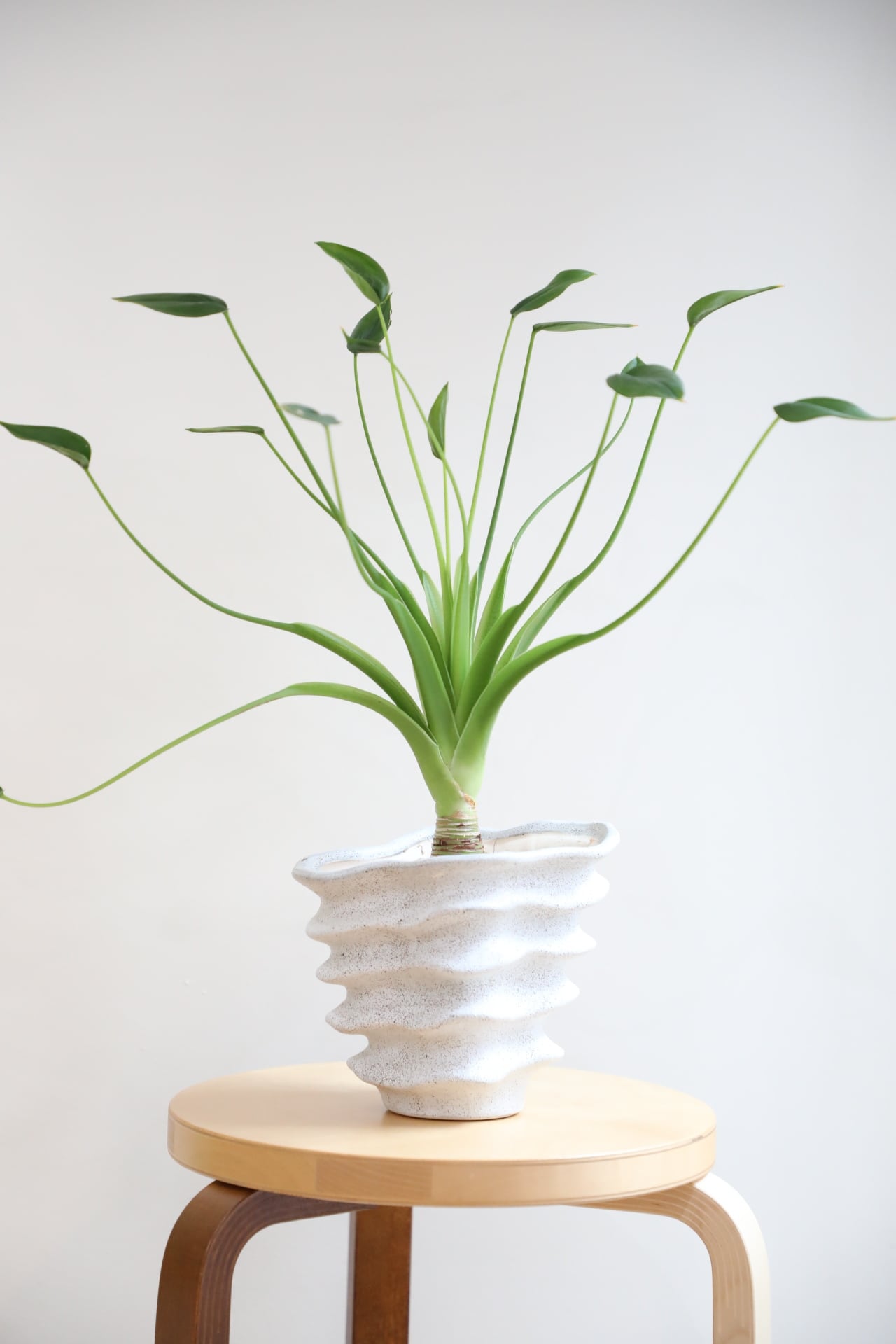 希少】【M】アグラオネマ ピンクバナナ/Aglaonema ※陶器鉢カバー別売り