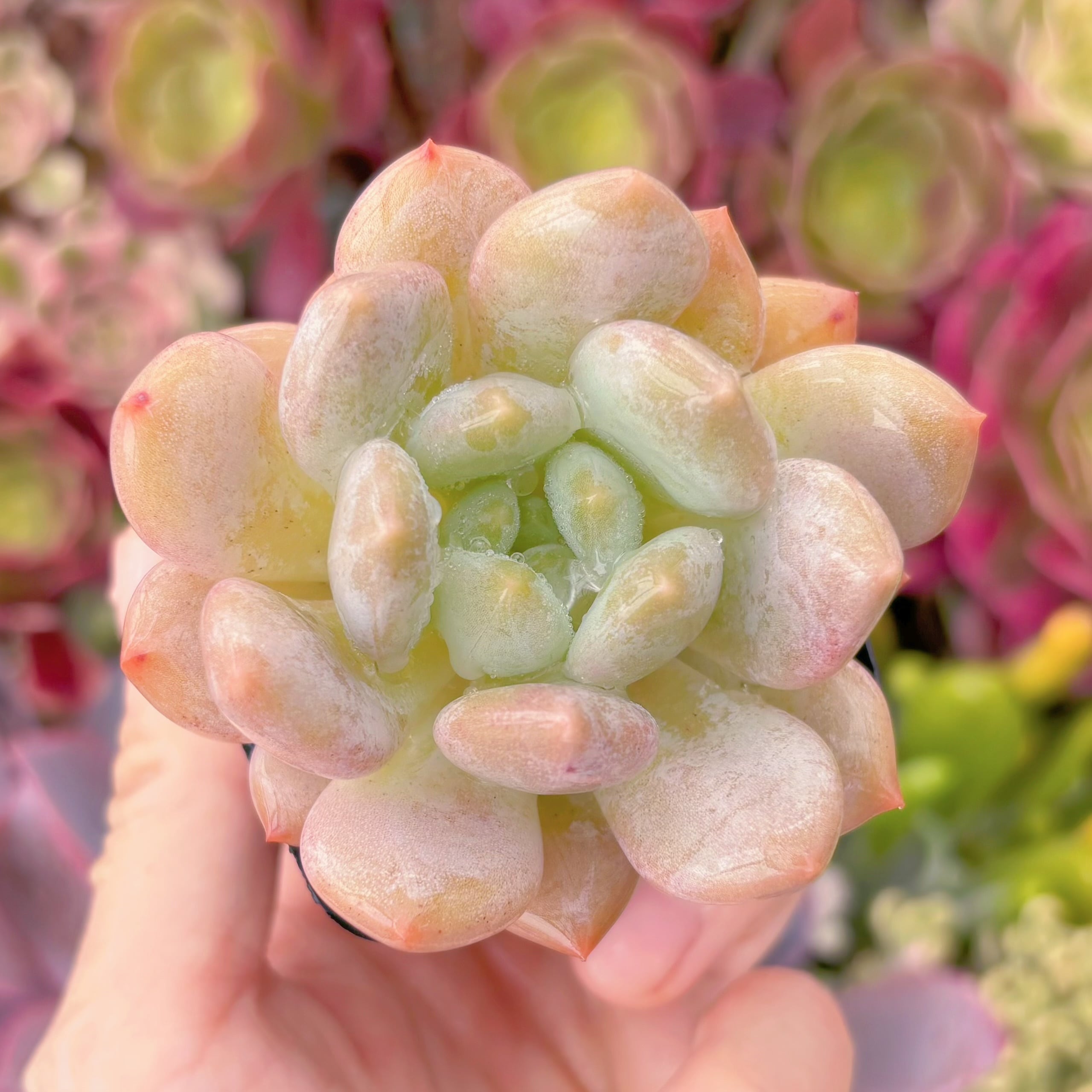 現品　半夏#654　るる農園