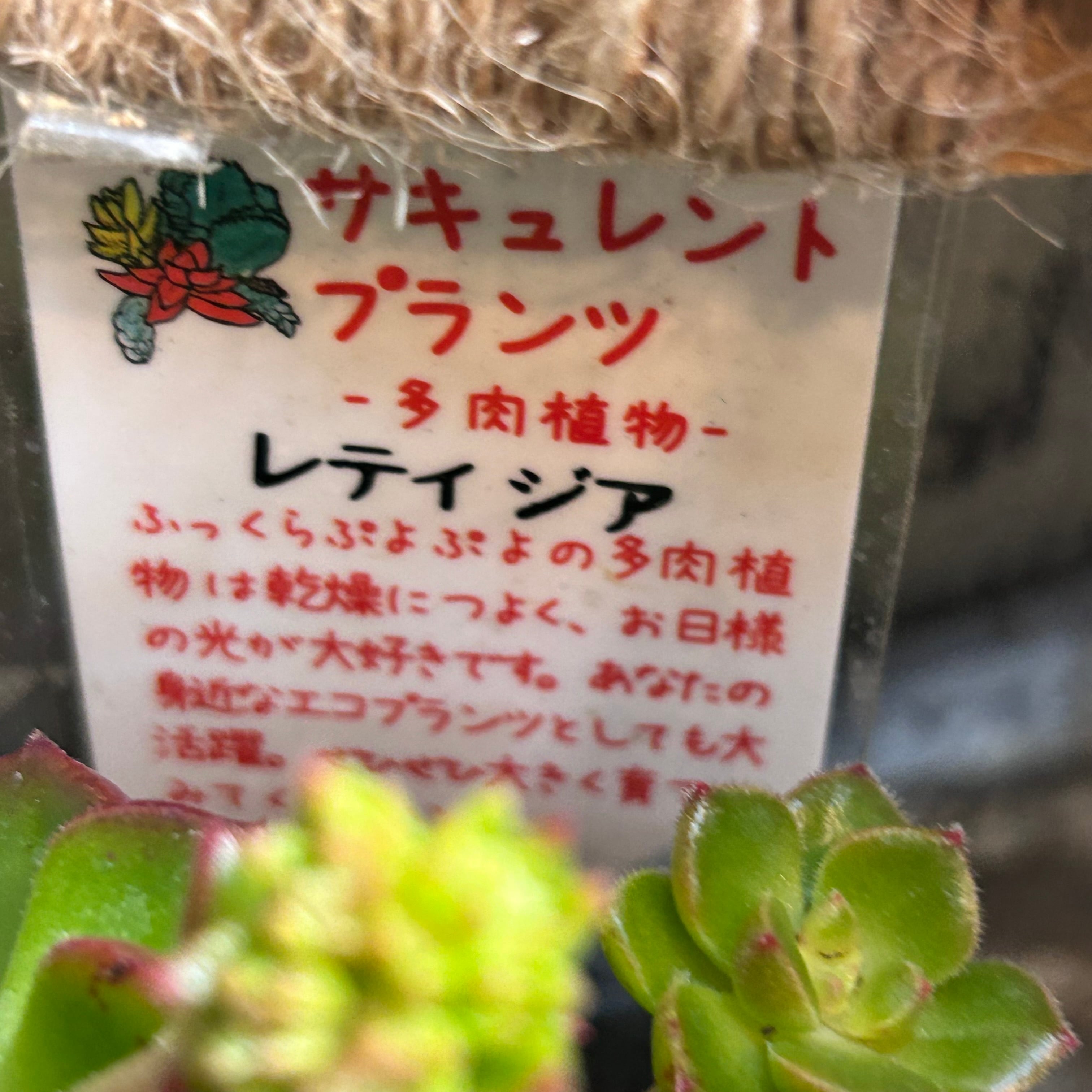 レディジア | RuPo 多肉植物専門店