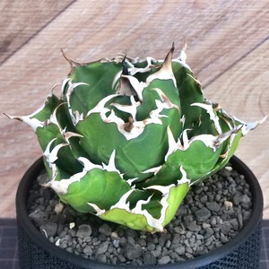 Agave Titanota 白鯨 (White Whale) アガベ チタノタ / 中株(4号鉢)/Lot.003