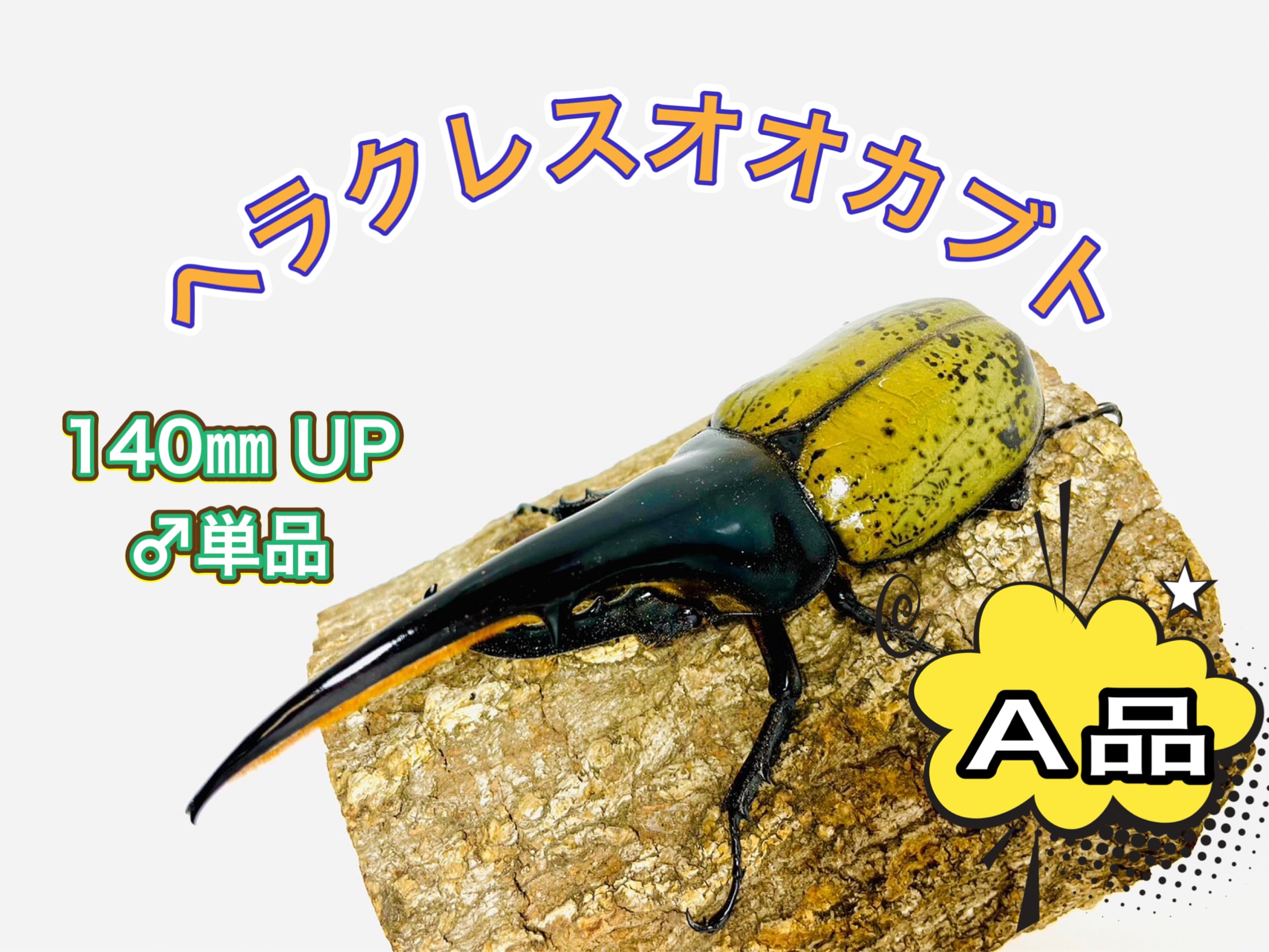 伝説の七節】ロードハウナナフシに酷似のトゲアシフトナナフシオバケ