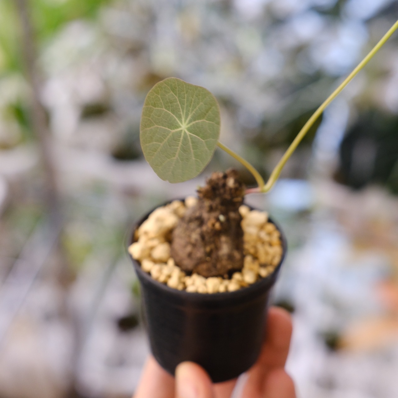 Stephania kaweesakii / ステファニア カウィーサキー⑳/ 観葉植物