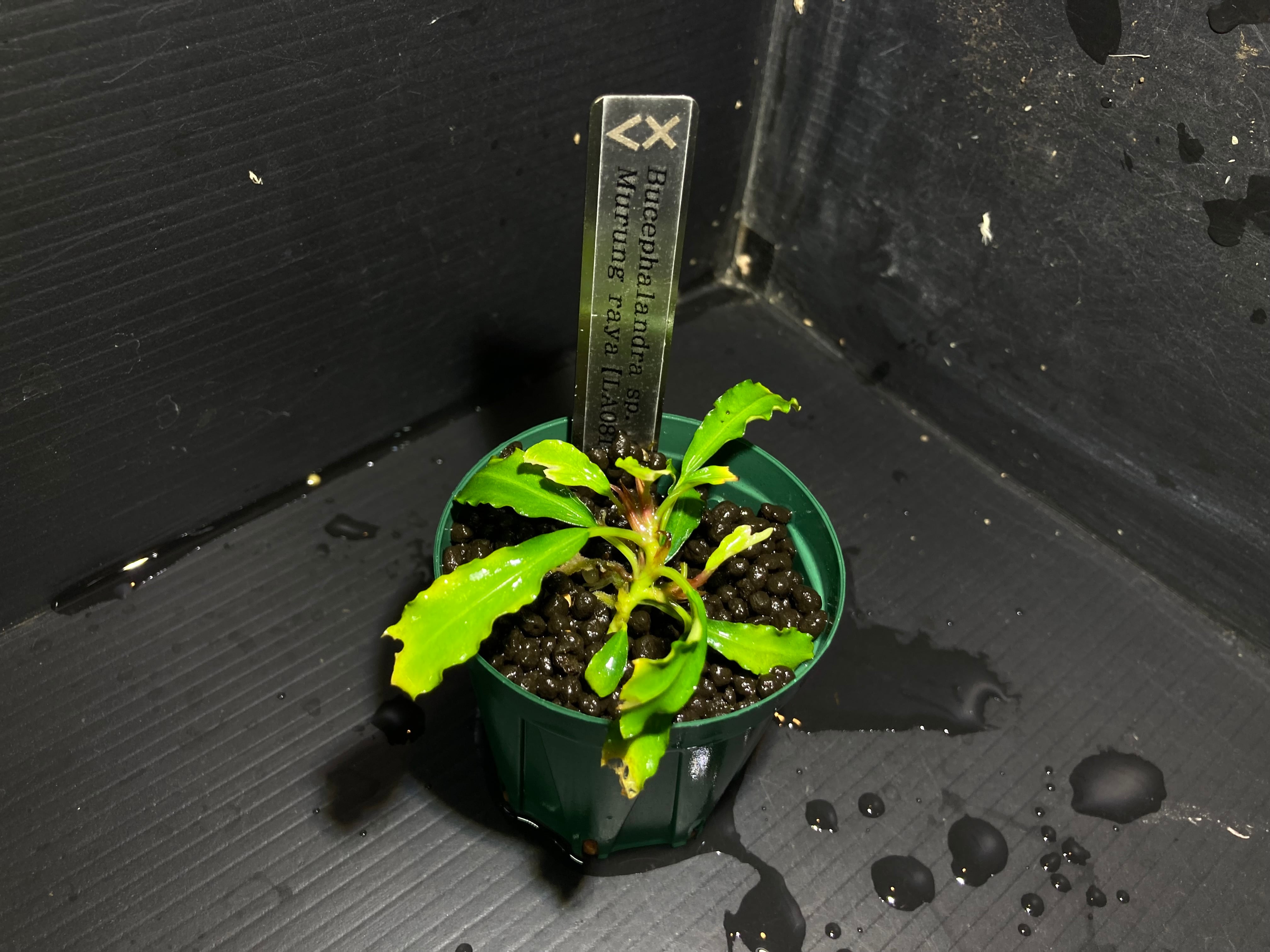 ブセファランドラ | AquaFocus ブセファランドラ | AquaFocus