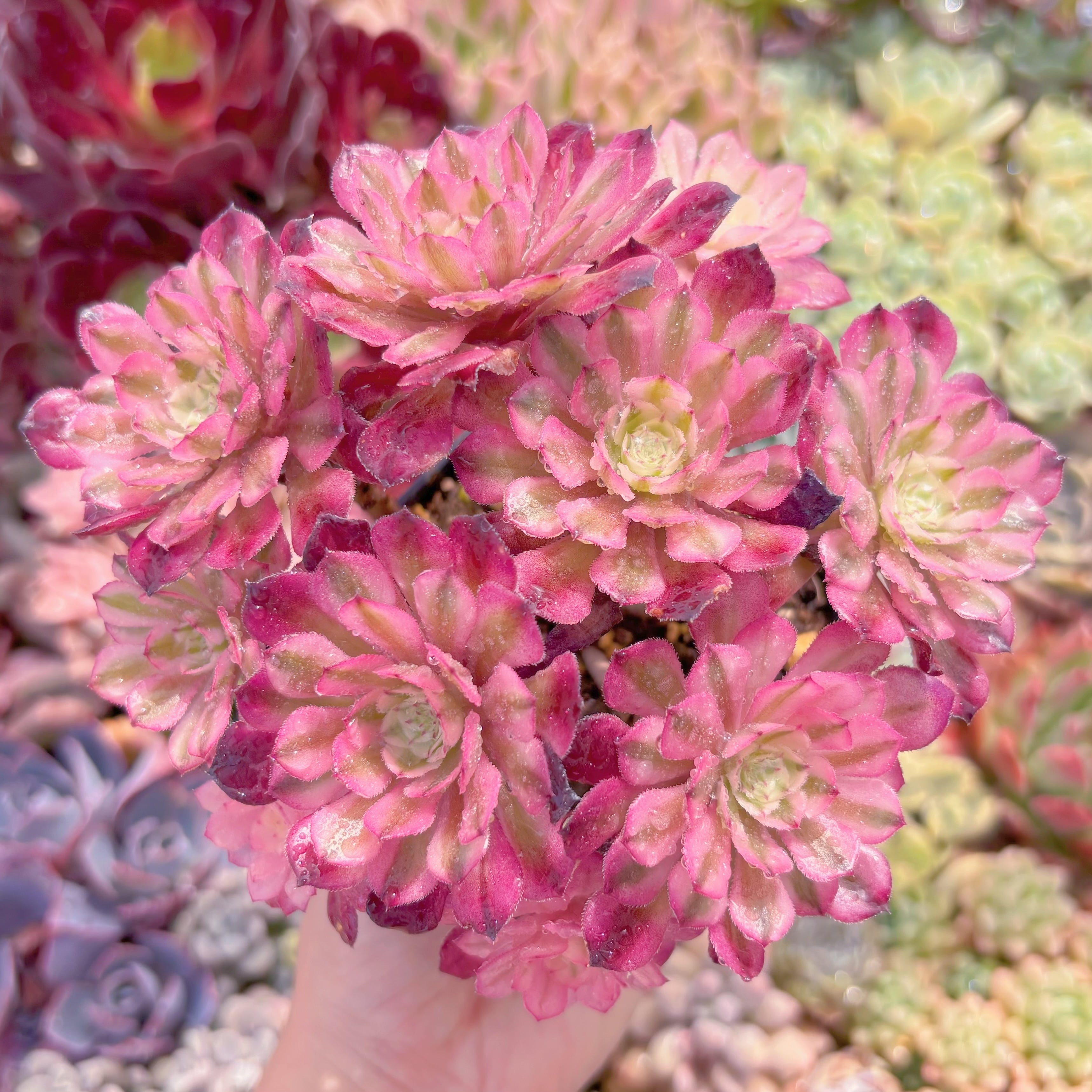 現品　ブラックチェリー#B45　群生　るる農園