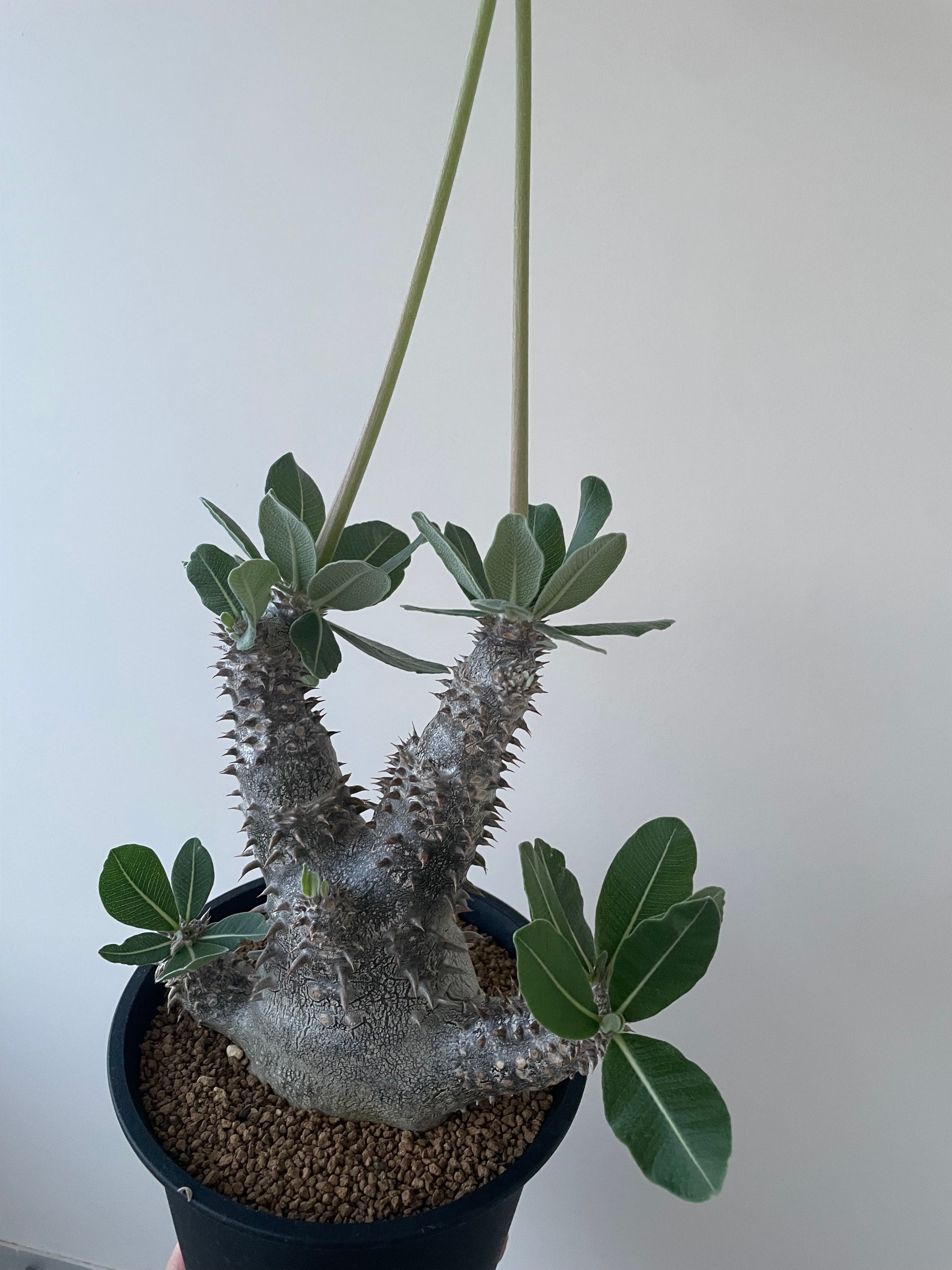 極上品】Pachypodium Tackyi【一流ナーセリーの親株クラス