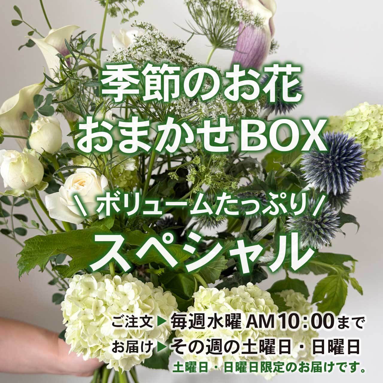 〈ボリュームたっぷり〉季節のお花☆おまかせBOX《スペシャル》毎月お花を変更