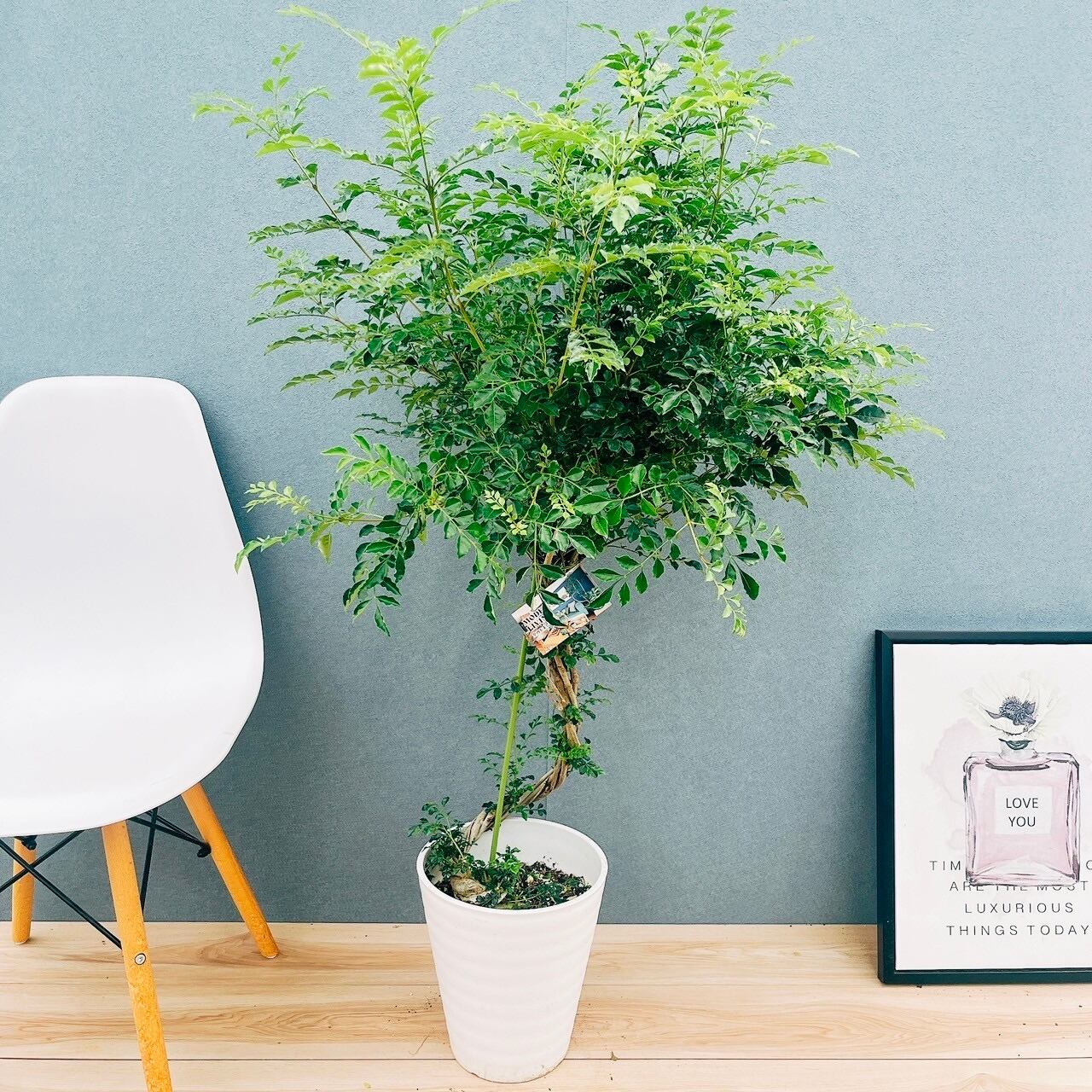 現品］【珍しい】96番 ブコニア レクルバータ バリエガータ 7号 観葉