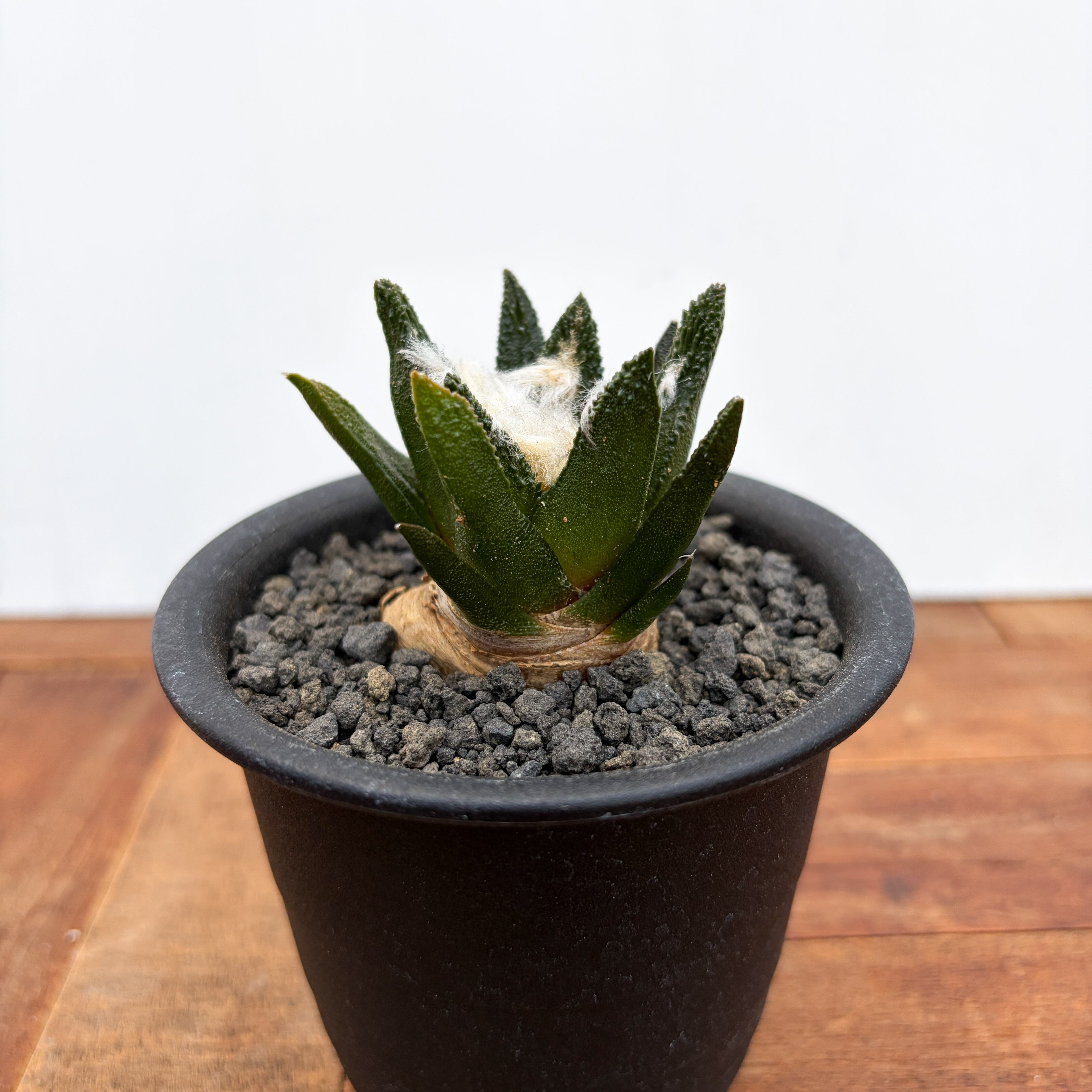 SABOTEN | RIMO'S GREEN 【Saboten & Succulent】