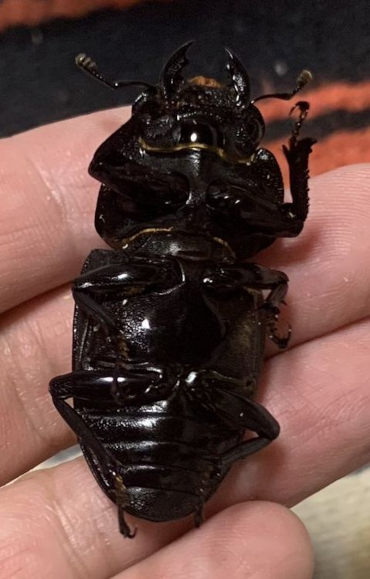 ルーディー】 即ブリード可能 元祖奈良輪川西ちなみ血統 メス単 48.0mm  