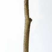 オリーブ 150㎝［人工観葉植物・フェイクグリーンT］