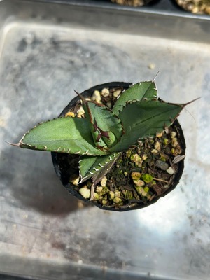 【 36 】oteroi seedling ②