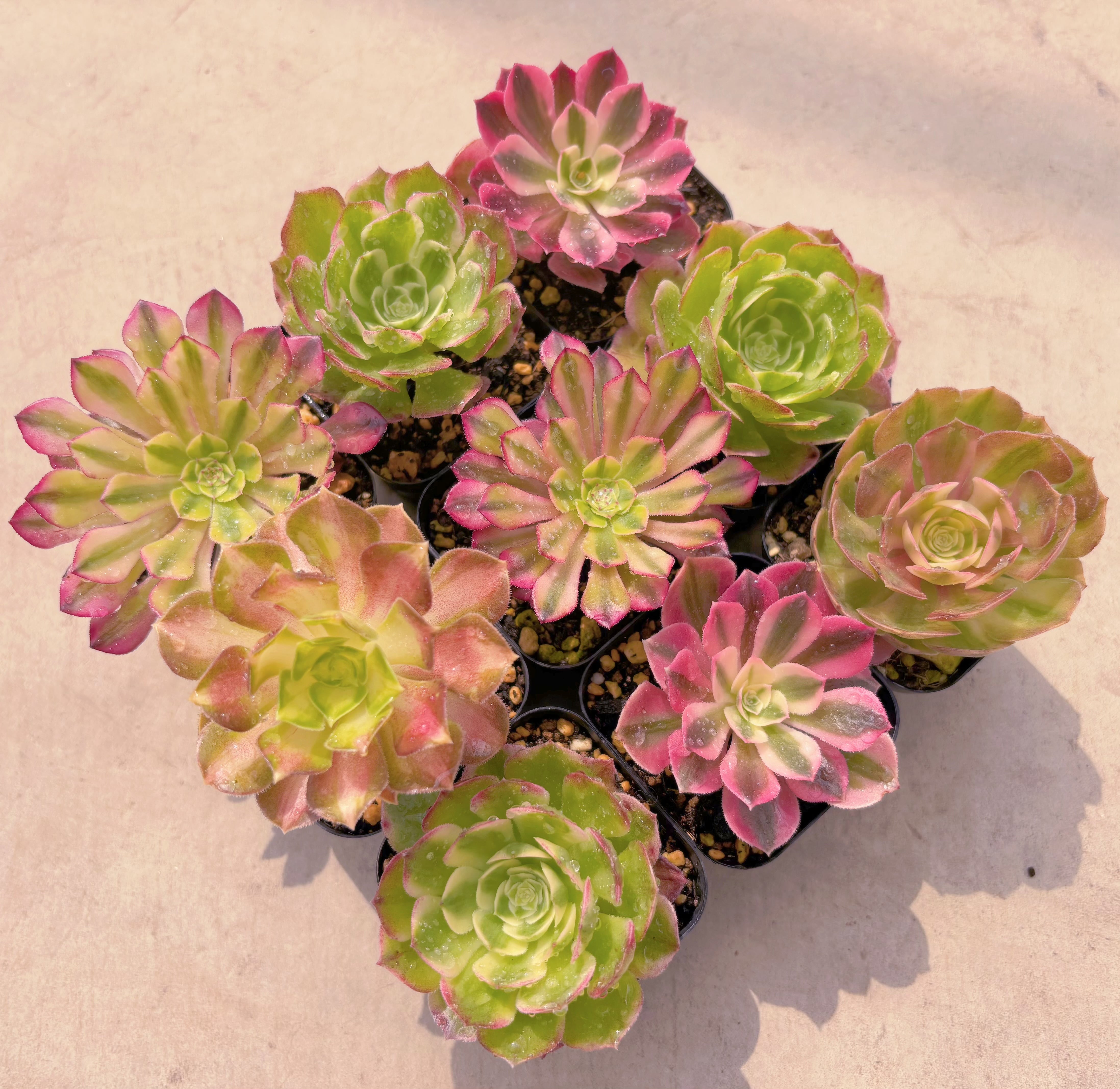 BASE販売会セット010(名無しMix)