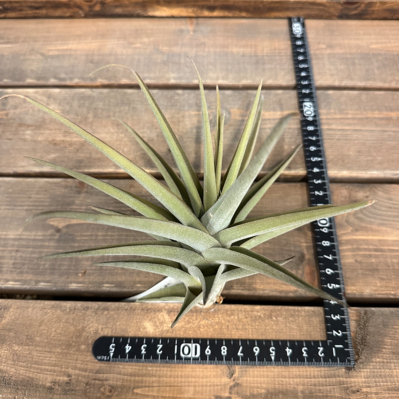 チランジア ムロルム【355】