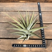 チランジア ムロルム【355】