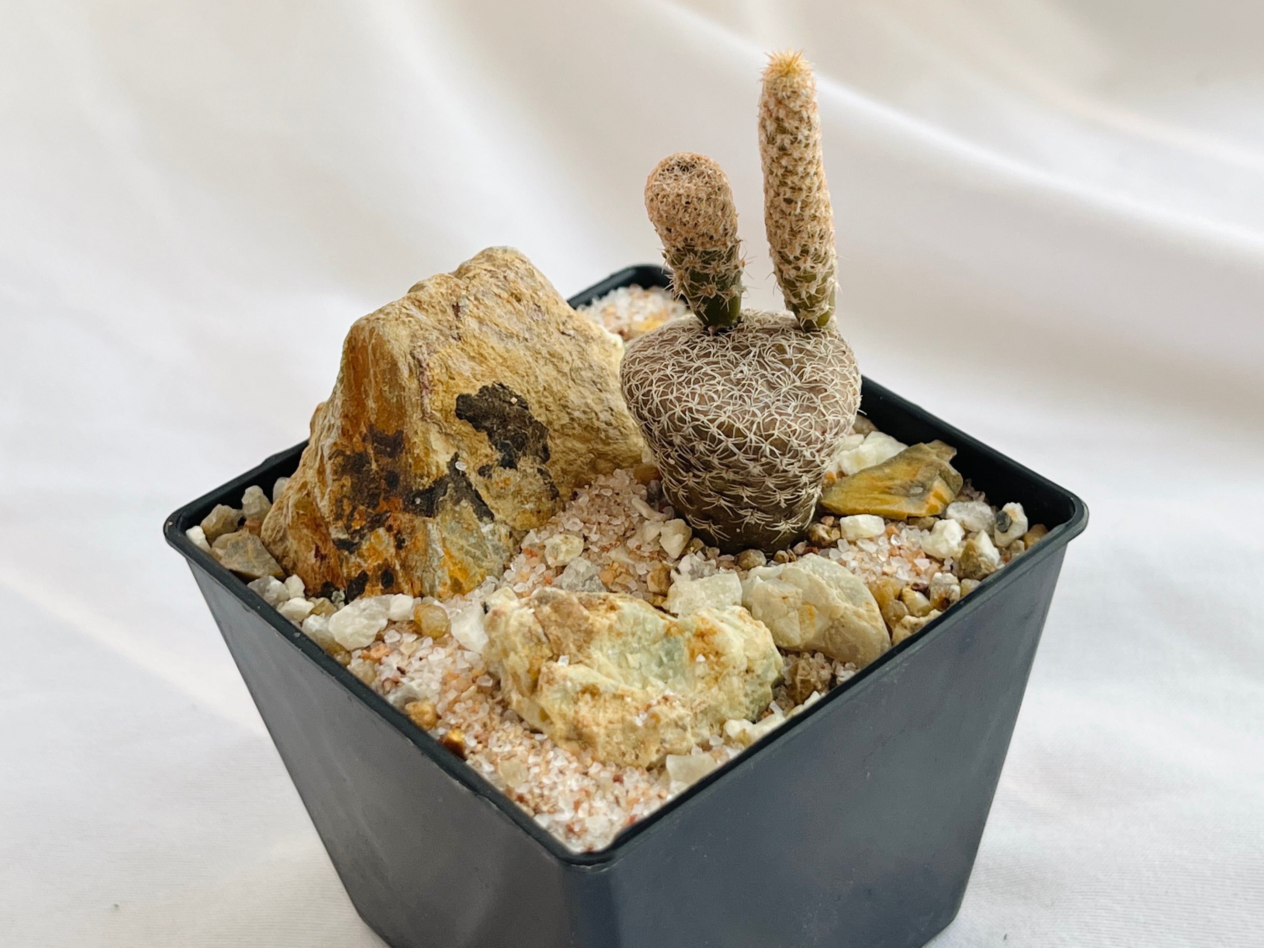 Puna clavarioides クラバリオイデス 茸団扇 白鶏冠 サボテン | plants