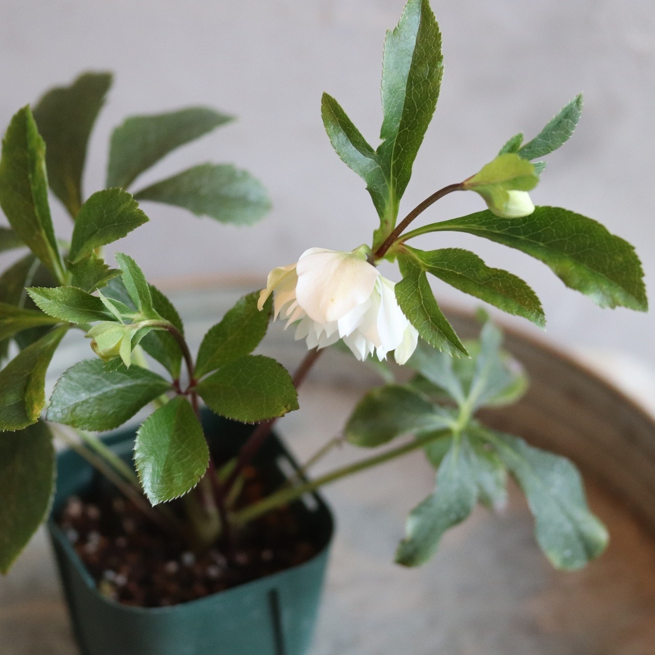 クリスマスローズ　 ハイブリッド八重咲き　ホワイト　宿根草　庭、花壇にオススメ　寒さに強い　切花にも使える　