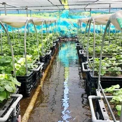 産地直送】岩手県雫石産 わさび 500g ─ 自然栽培 | 産地直送 すこやか