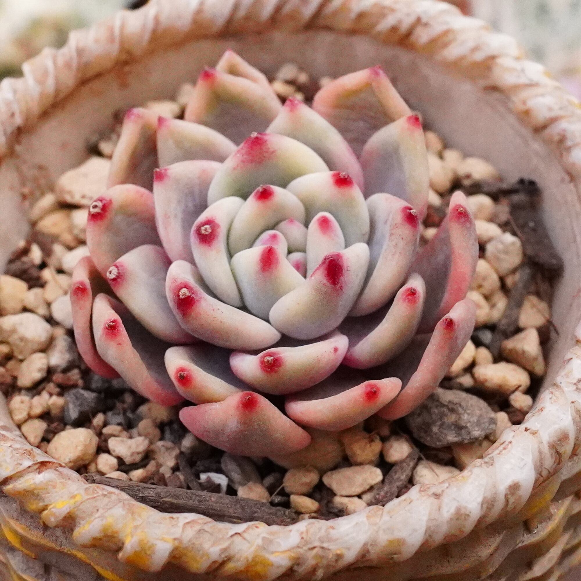 送料無料】Aechmea chantinii (Black Select×Black Ebony) ×(Black