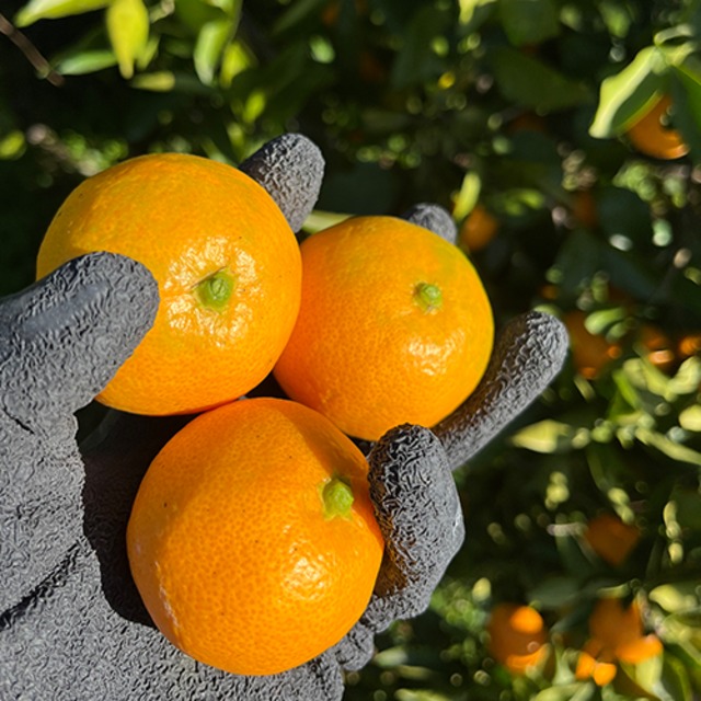 ひと足お先にみかんを堪能！あおとくるの早生みかん5kg