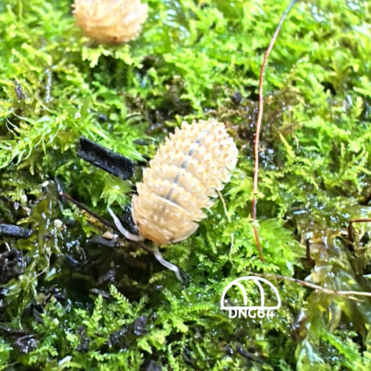 2f567be46a980b3a9ccb7d9736372b