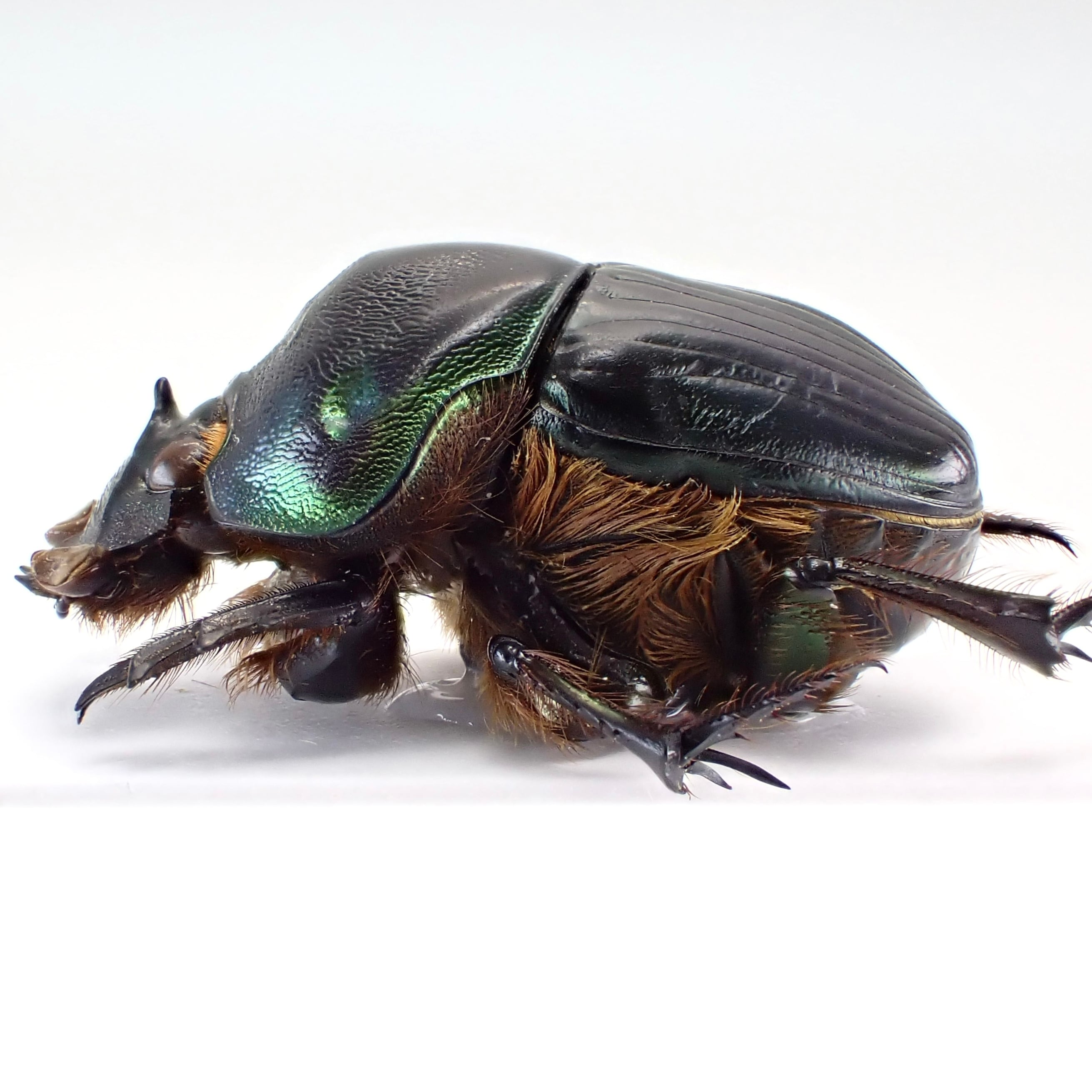 パラグアイ産 Coprophanaeus spitzi ♂♀ 22mm/24mm | 昆虫標本