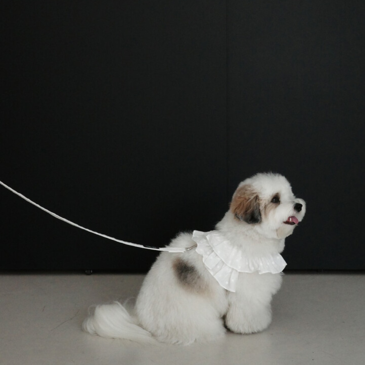 【予約】[ OHDIBS ] CAPENESS｜NO.18 _White - 2