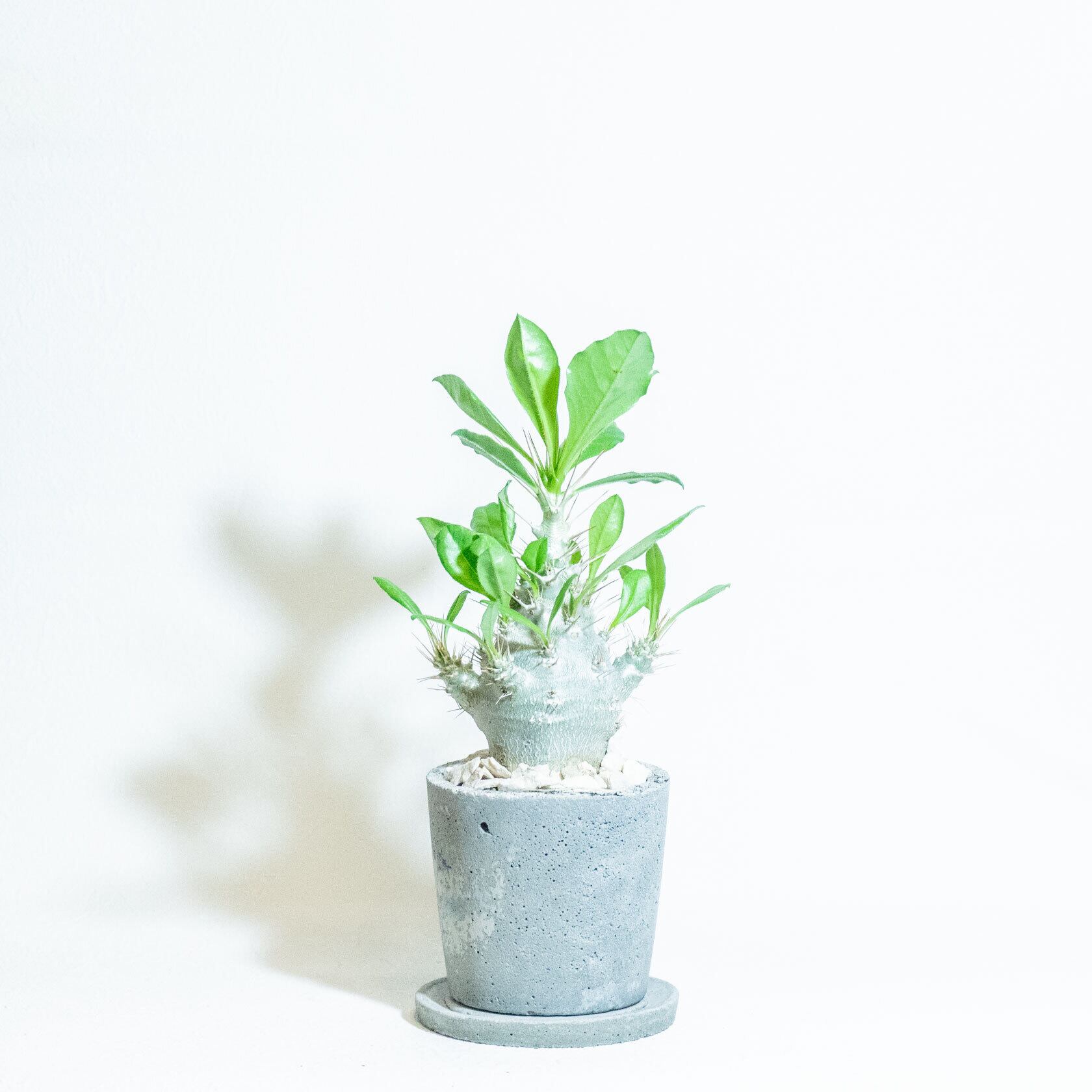 ＼送料無料／≪ レア植物 ≫室内管理もオッケーなパキポディウム・サンデルシーの鉢植え｜手のひらサイズの手作りモルタル鉢