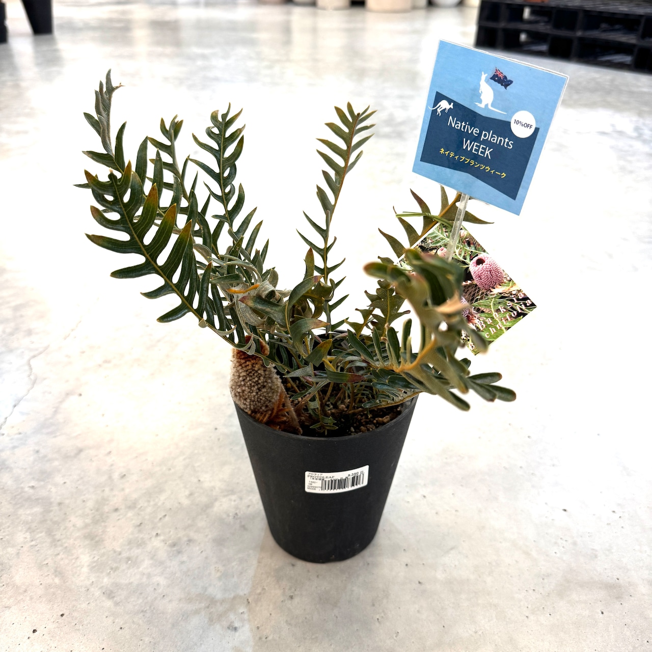 バンクシア　ブレクニフォニア【311】