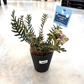 バンクシア ブレクニフォニア【311】