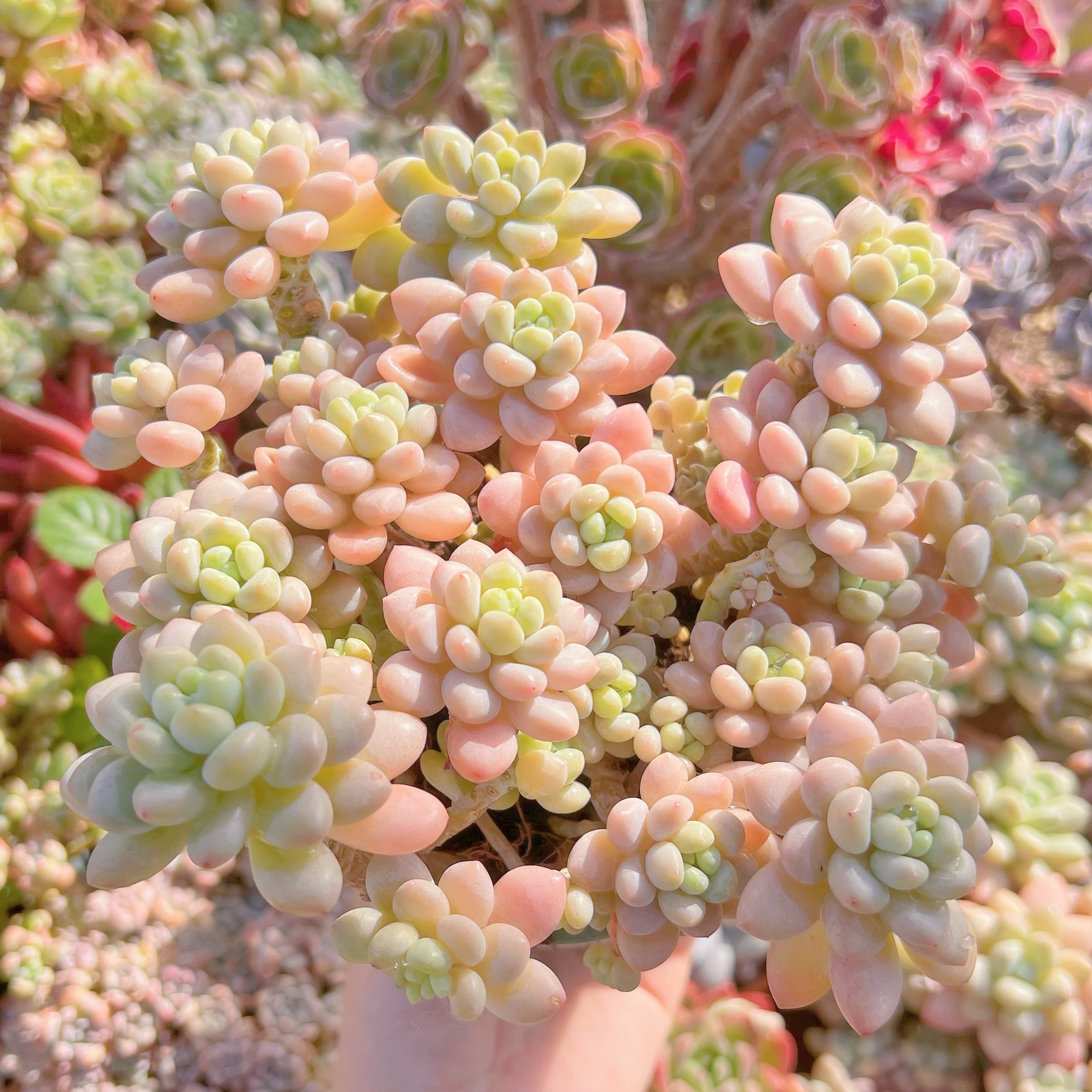 現品　ストロベリーミルク#799   特大群生　るる農園