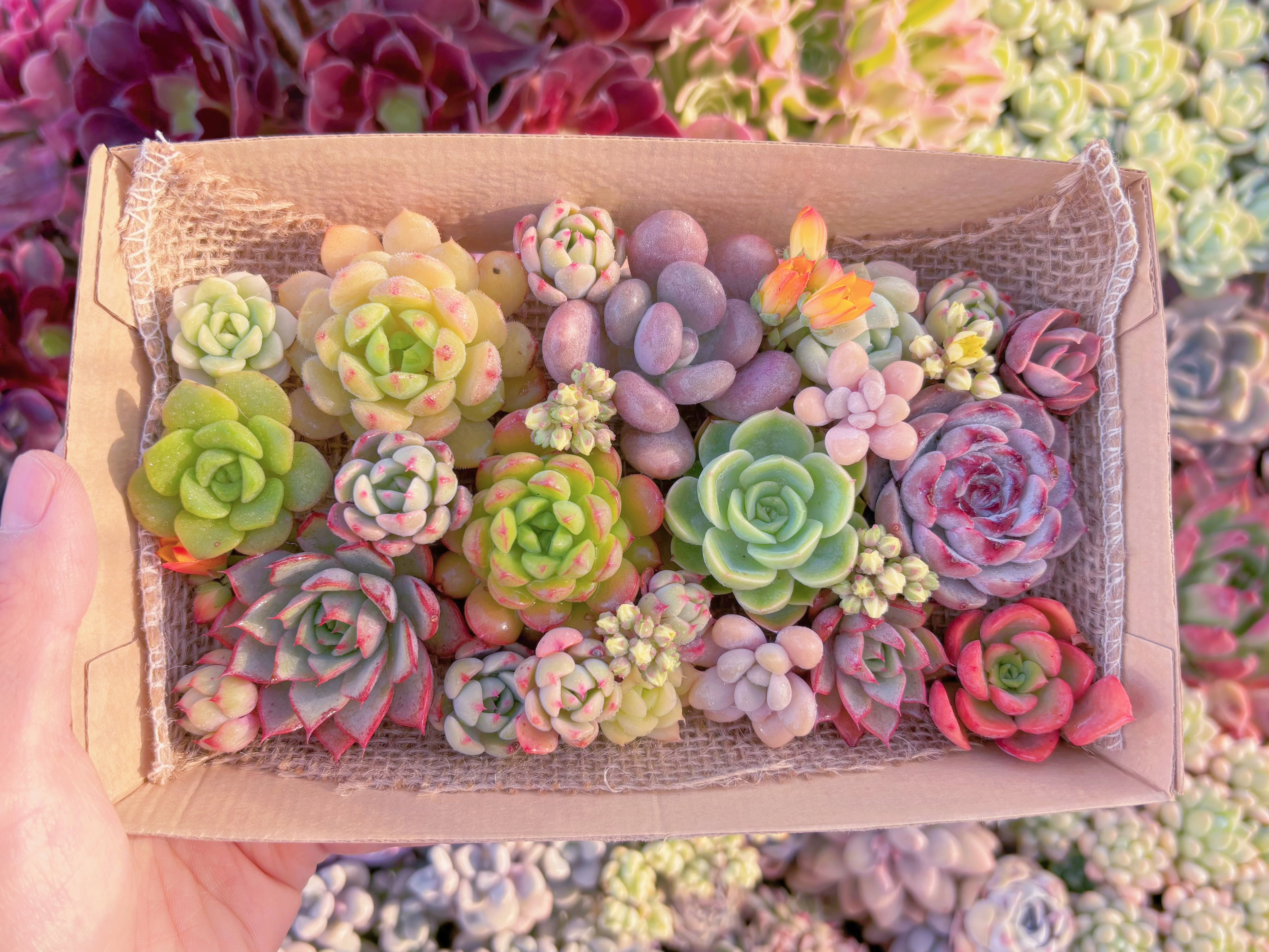 現品　寄せ植えセット#C54　12cmx20cm　るる農園