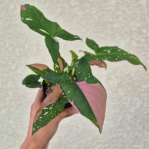 〔シンゴニウム レッドスポット トリカラー〕Syngonium Redspot Tricolor